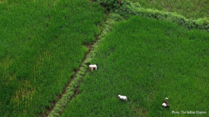 Dear Donald Trump, hear out Indian farmers